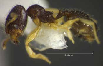 Media type: image;   Entomology 35143 Aspect: habitus lateral view